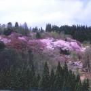 三島町長賞－鈴木國雄「花やぐ里山」