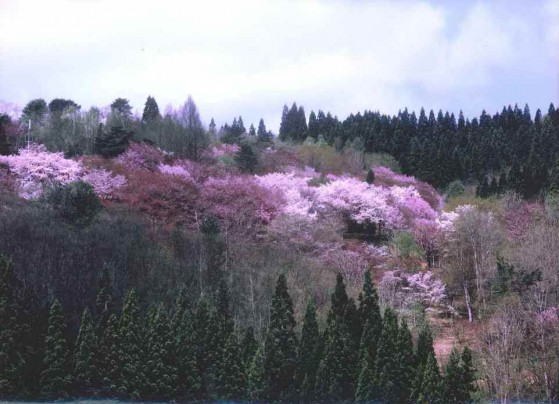 三島町長賞－鈴木國雄「花やぐ里山」