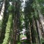koshiba2013