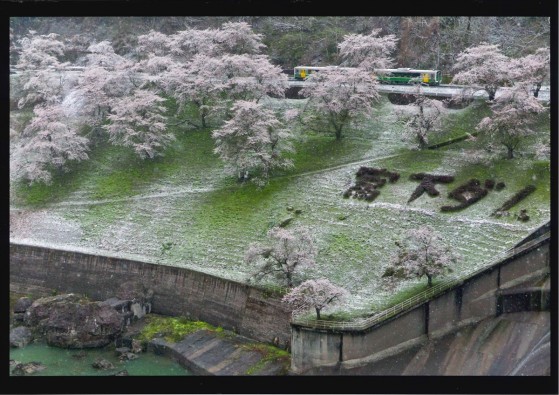 re_7.山びこ賞_雪桜（田上敏明）