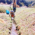 re_5_福島民友新聞社賞 『「さでがけ」おわったぞ～』（佐久間優子）